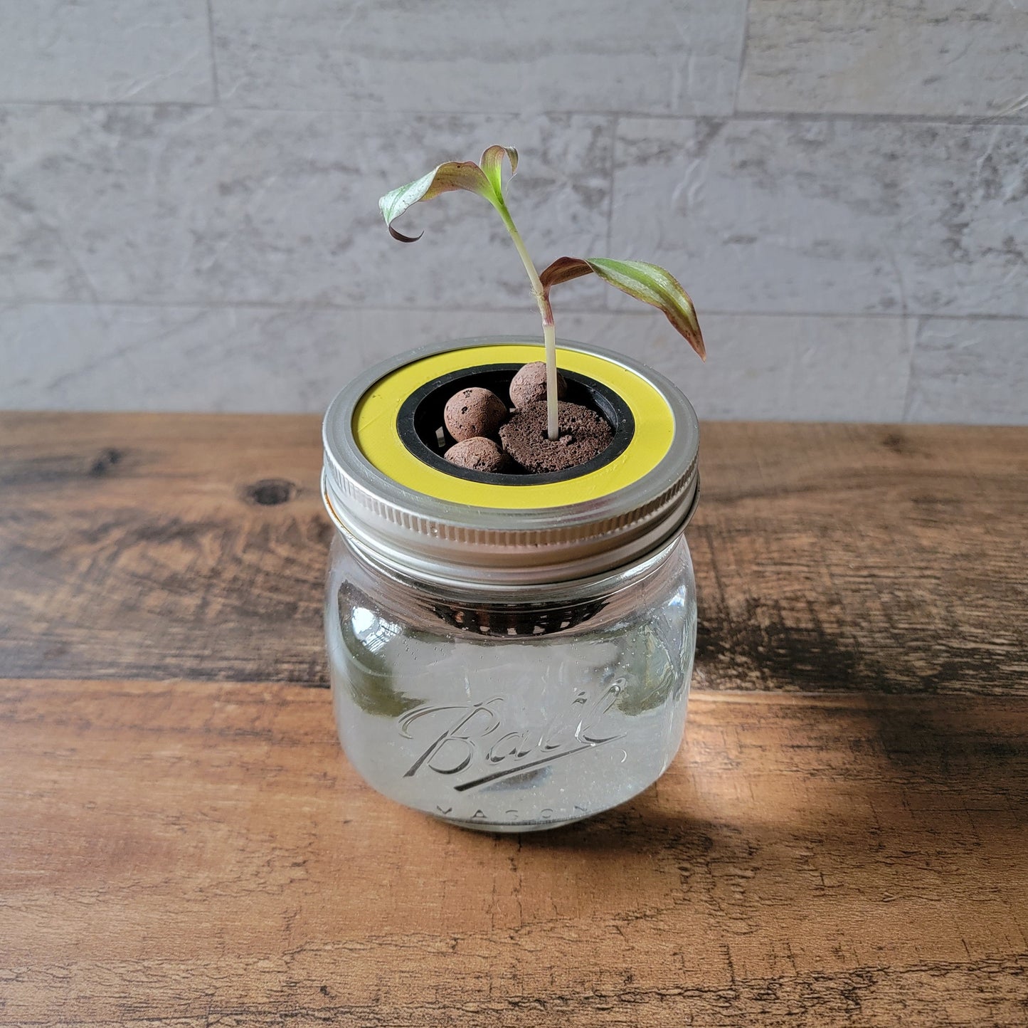 3D Printed Mason Jar Basket Hydroponics Lid Set of 2 - Grow Kit - Kratky Jar - Wide Mouth Mason Jar Lid