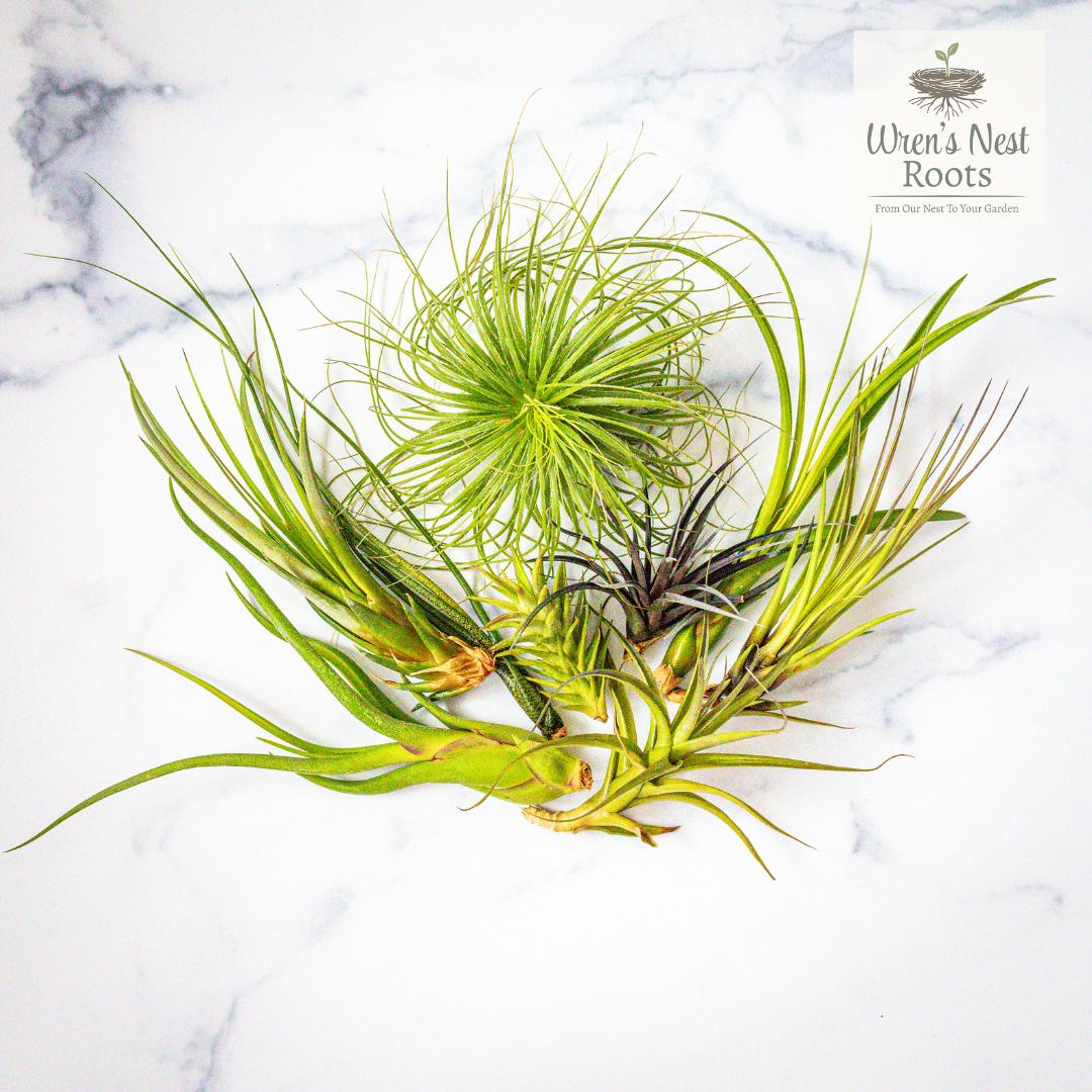 Assorted Tillandsia Air Plants – Surprise Variety, Easy Care Houseplant, Farmhouse Decor