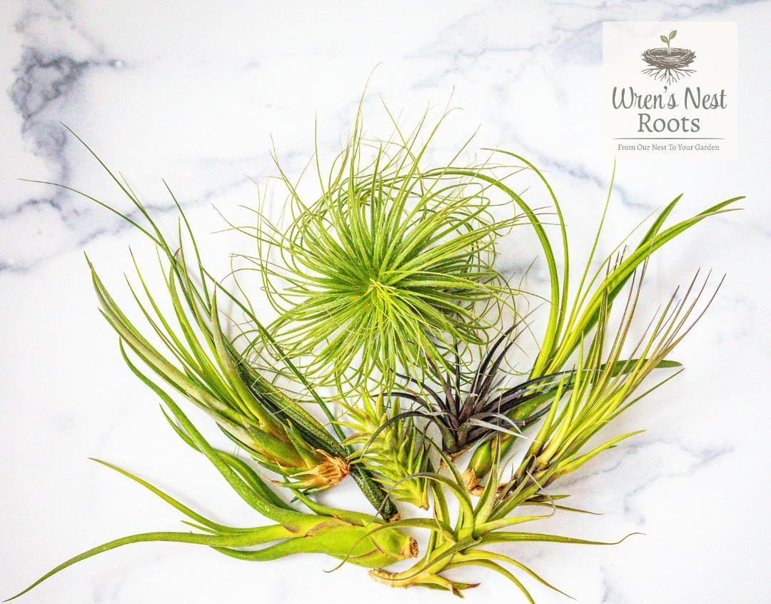 Silkie Chicken Air Plant Planter – 3D Printed Farmhouse Garden Decor