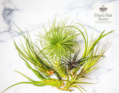 Silkie Chicken Air Plant Planter – 3D Printed Farmhouse Garden Decor