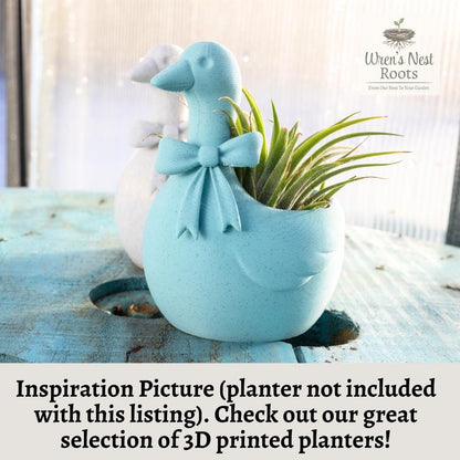Assorted Tillandsia Air Plants – Surprise Variety, Easy Care Houseplant, Farmhouse Decor