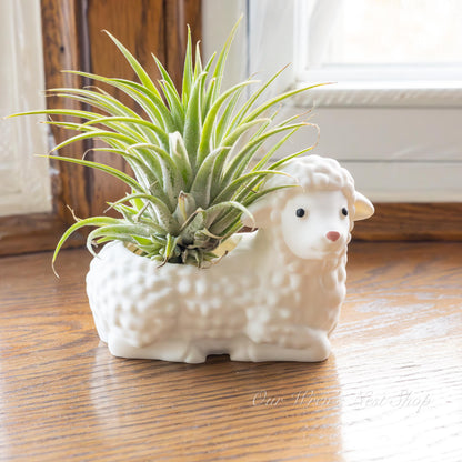 Little Lamb Air Plant Planter – 3D Printed Flower Pot for Garden & Home Decor