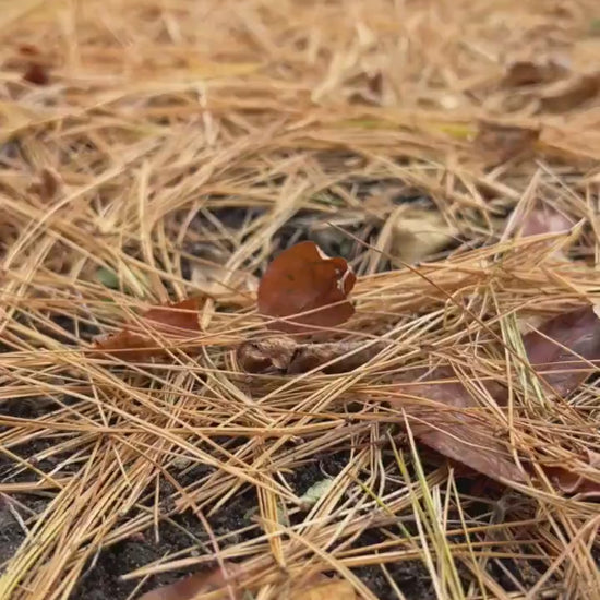 3D Printed "Save Your Garlic" Plant Marker: Eco-Friendly PLA