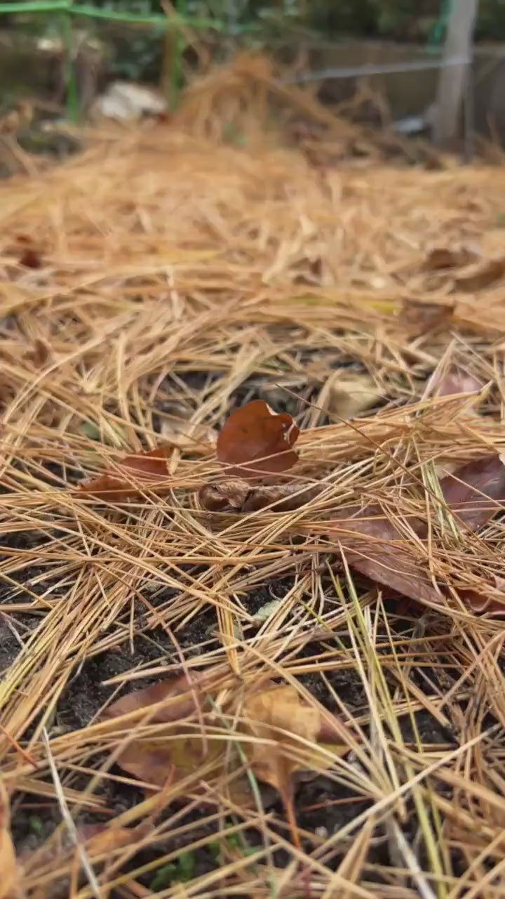 3D Printed "Save Your Garlic" Plant Marker: Eco-Friendly PLA