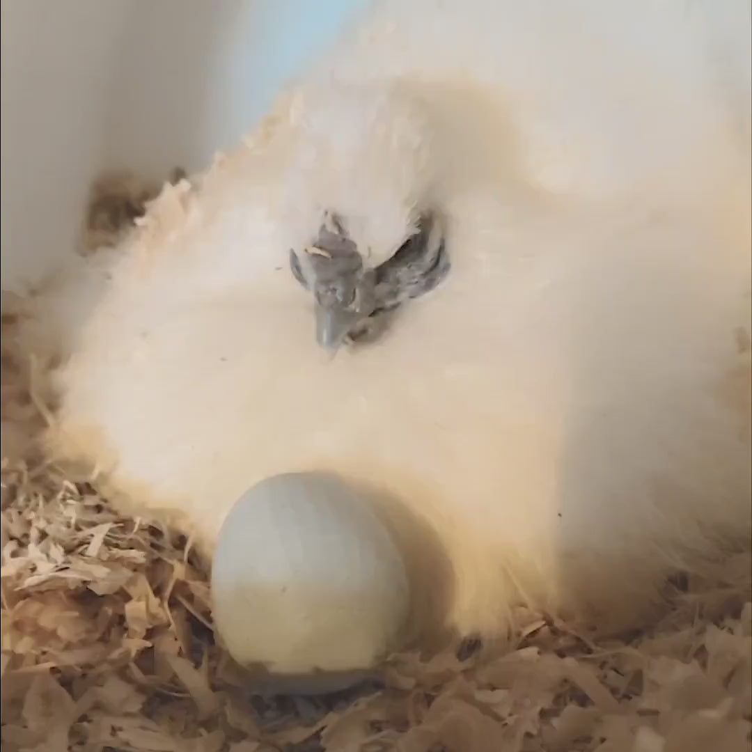 3D Printed Fake Egg: Farmhouse Decor, Broody Hen Egg